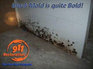 911 Restoration - mold removal -New Market black mold